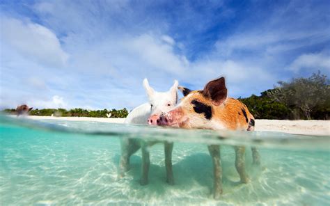 swim  pigs   ocean safari grand isle resort