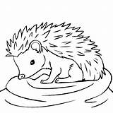 Hedgehog Coloring Baby Drawing Pages Outline Animals Animal Color Line Online Clipart Da Sheets Easy Cute Craft Colorare Kids Printable sketch template