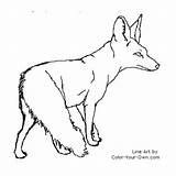 Fox Desert Coloring Pages Clipart Drawing Color Bat Eared Kit Animal Index Books Cartoon Board Kids Bats Cliparts Drawings Own sketch template