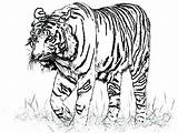 Tigres Colorir Desenhos Realista Tigers Coloringfolder sketch template