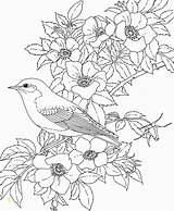 Coloring Nest Bird Birds Flowers Pages Divyajanani sketch template
