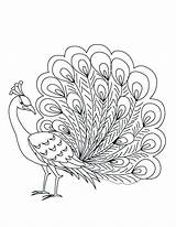 Peacock Coloring Pages Printable Paisley Feather Color Drawing Getcolorings Getdrawings Kids Peacocks sketch template