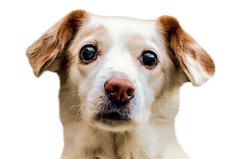 dog face png image purepng  transparent cc png image library