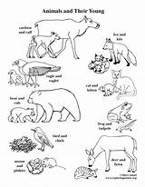 Animals Their Coloring Young Pages Babies Color Ones Animal Baby Exploringnature Pdf Mommy Food Printing Getdrawings sketch template