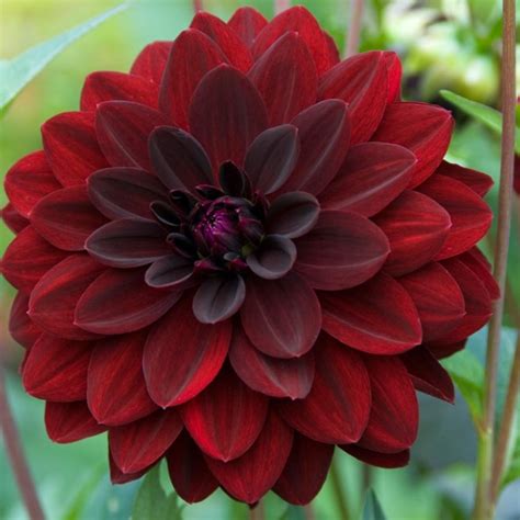 dahlia arabian night sc per stuk