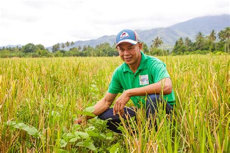 ex ofw finds fortune in the farm philippine rice