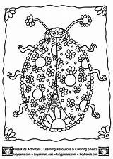 Coloring Pages Ladybug Printable Adult Adults Detailed Color Colouring Animal Ladybugs Blank Print Simple Sheets Pattern Lady Bug Clipart Coloringhome sketch template