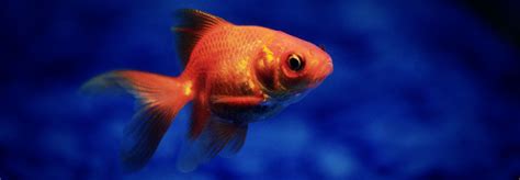 attention span   goldfish shorten  messaging