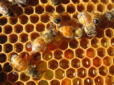 bee publicity  intro  winterizing beehives  morven bees