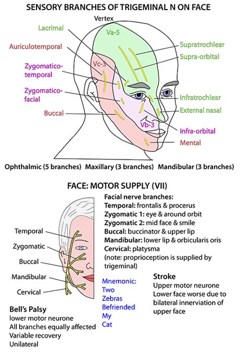 instant anatomy head  neck nerves cranial vii supplying face