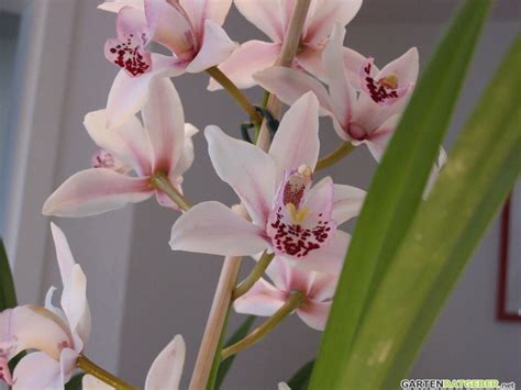 orchideen zimmerpflanze pflegen duengen schneiden