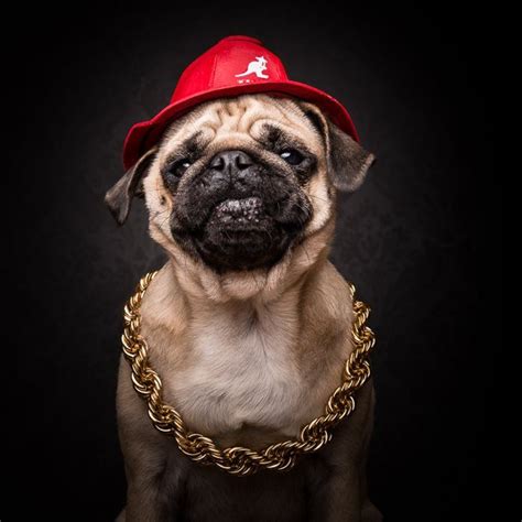 cool pugs images  pinterest cute dogs funny dogs  adorable animals