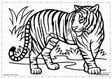 Tigres Tigre Salvajes Selva Colorare Coloring Animais Sauvages Tiger Toutdegorgement Jungle Gratuit Guardado Savana Baixar Realistas Dibujoparacolorear sketch template