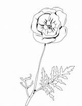 Coloring Dibujos Poppy Coquelicot Amapola Begonia Mohnblume Ausmalen Papoila Hellokids Nature Lirio Orquidea Dessins Poppies Natureza Tenemos sketch template