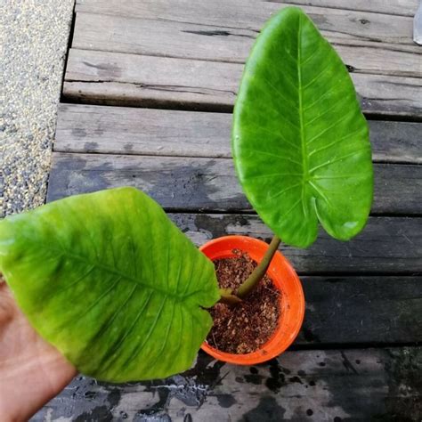 alocasia robusta mypondplants atmpp