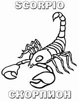 Coloring Scorpion Pages Printable Preschool Animals sketch template