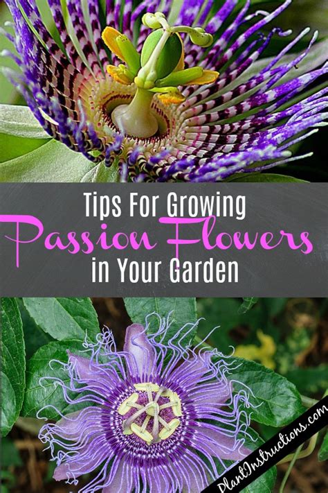 How To Grow Passion Flowers In Your Garden Plant Instructions