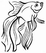 Peces Dibujo Betta Fish sketch template