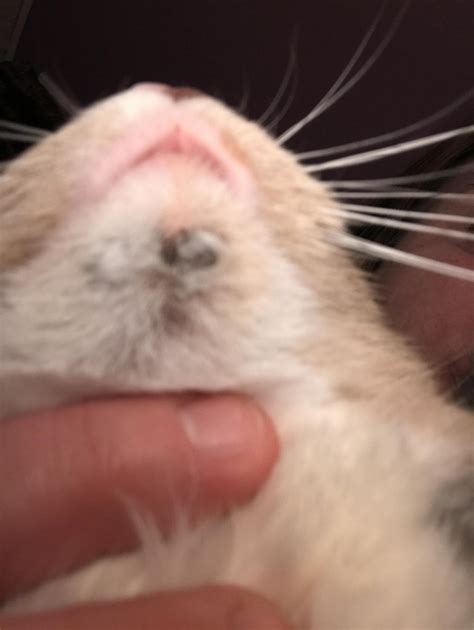 What Is This Regenerating Bug That Imbeds Itself In My Cats Chin It’s