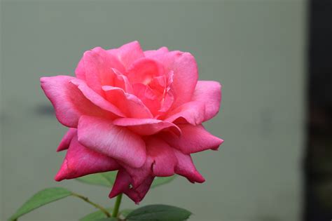 rose pink flower  photo  pixabay