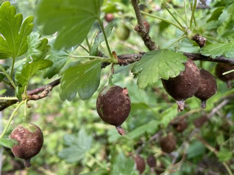 gooseberry desease bbc gardeners world magazine