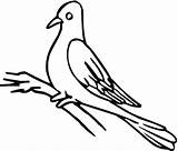 Pigeon Coloring Pages Outline Drawing Clipart Color Pigeons Gif sketch template