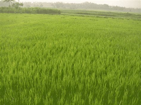 green fields of promise when it comes to better gender