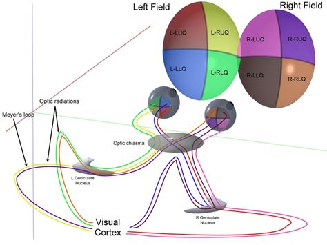 retina psychology wiki fandom powered by wikia