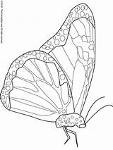 Monarch Butterfly Coloring Pages Kids sketch template