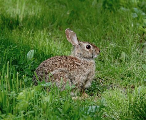 eastern cottontail  sharon friends  conservation