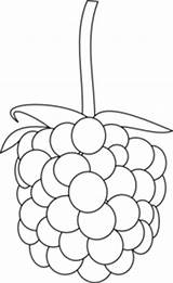 Raspberry Outline Clip Clipart Berry Transparent Cliparts Clker Fruit Pluspng Library Andrea Shared Collection Large sketch template