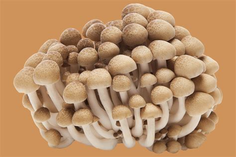 types  mushrooms    epicurious