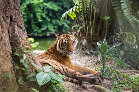 tigers habitat   tigers eat animal sake