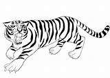 Tiger Coloring Roaring Pages Printable Categories Tigers sketch template