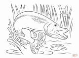 Pike Hecht Jumping Wasser Walleye Coloriages Fische Fisch Poissons Gratuit sketch template