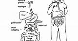Digestive Organs Anatomy Respiratory Endocrine Worksheet Worksheets sketch template