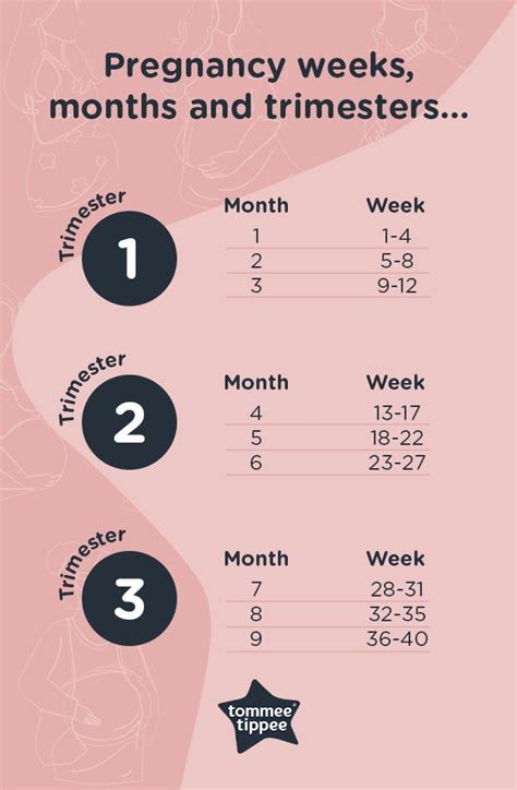 a guide to pregnancy trimesters by weeks tommee tippee uk
