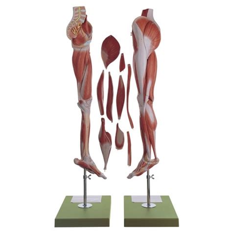 Muscles Of The Leg With Base Of Pelvis Leg Model Muscles