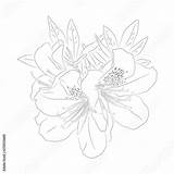Rhododendron sketch template
