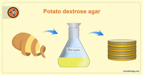 potato dextrose  pda sharebiology