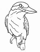 Kookaburra Outline Colouring Clipart Svg Animals Drawing Perched Designlooter Cliparts Library 1000px 77kb sketch template