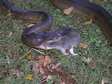 snake eating  rat flickr photo sharing