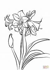 Amaryllis Coloring Pages Drawing Hardy Flower Printable Supercoloring Flowers Getdrawings Drawings Line Coloringbay Choose Board sketch template