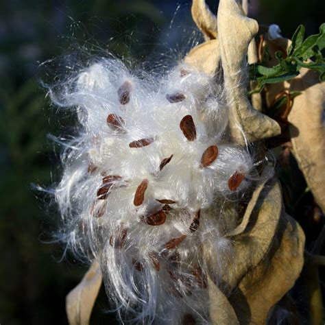 milkweed seed pod picture  photograph  public domain