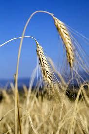 domesticated wheat  complex parentage grain central