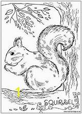 Squirrel Realistic sketch template