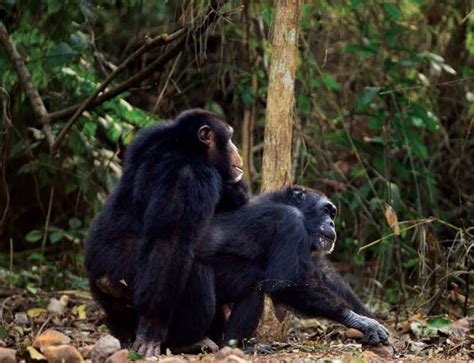 chimps have experimented with sex more than humans new