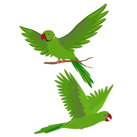 branches   parrot parrot cartoon parrot image parrot drawing