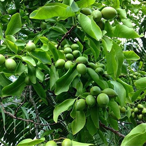 jamaican guinep fruit