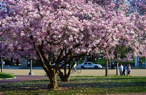 grow spring flowering magnolias rachel neumeier